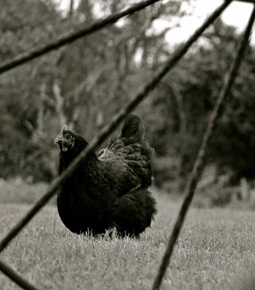 Book Your Wedding at Shady Lane Farm